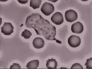 Acid Gifdump, May 14, 2013 (25 gifs)