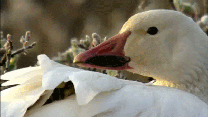 Acid Gifdump, May 14, 2013 (25 gifs)