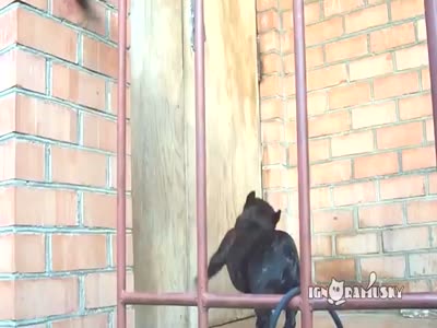 Dog Wants to Enter The House