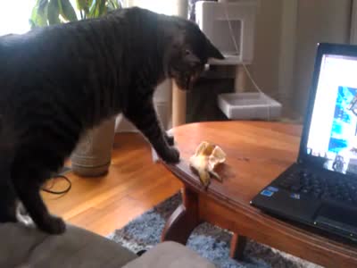 Cat Is Afraid of Banana