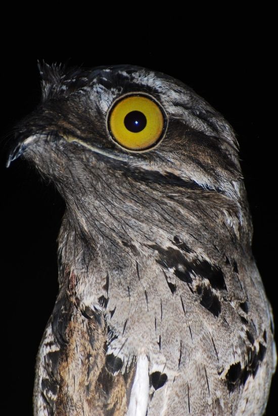 Potoo Bird Photos (13 pics)