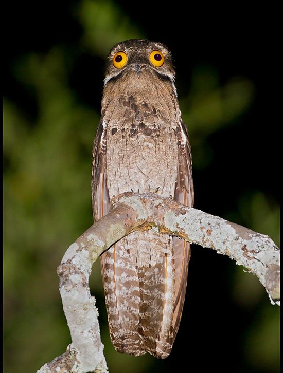 Potoo Bird Photos (13 pics)