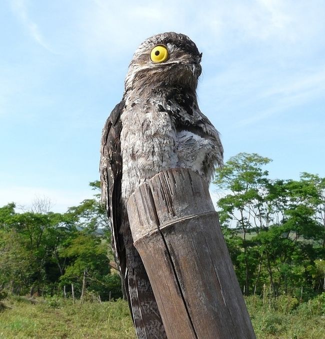 Potoo Bird Photos (13 pics)