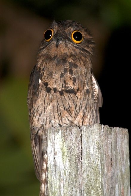 Potoo Bird Photos (13 pics)