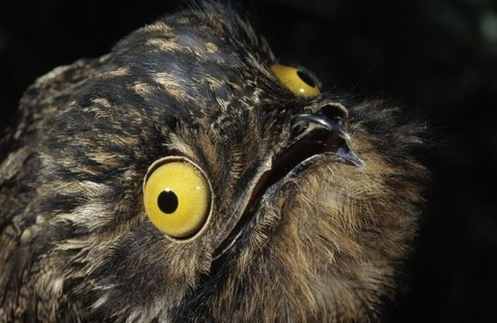 Potoo Bird Photos (13 pics)
