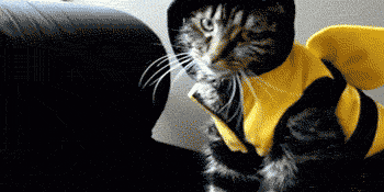 Faceplants (26 gifs)