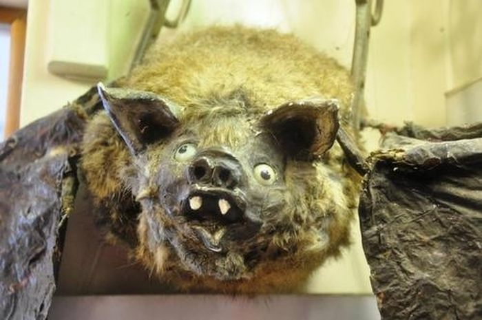Scary Taxidermied Animals (40 pics)