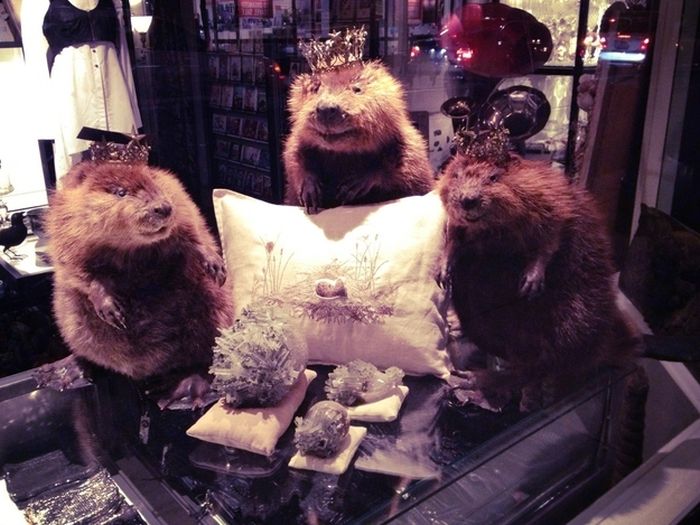Scary Taxidermied Animals (40 pics)
