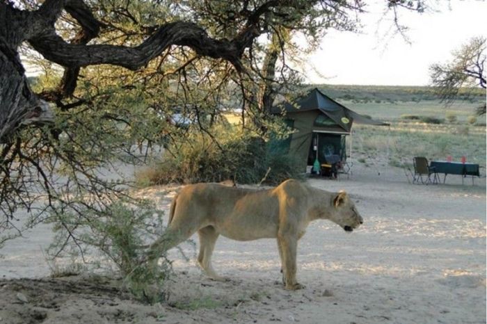 When Lions Come for a Visit (6 pics)