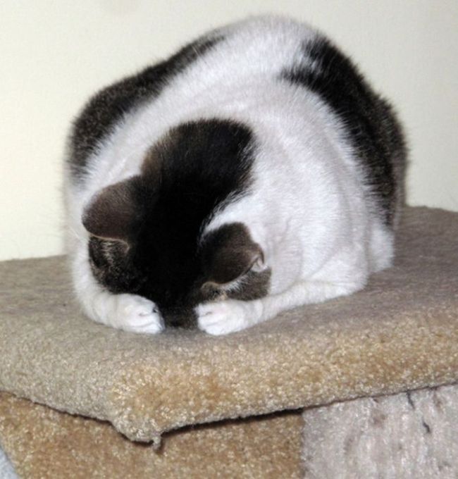 Cats Who Failed At Hide-And-Seek (39 pics)
