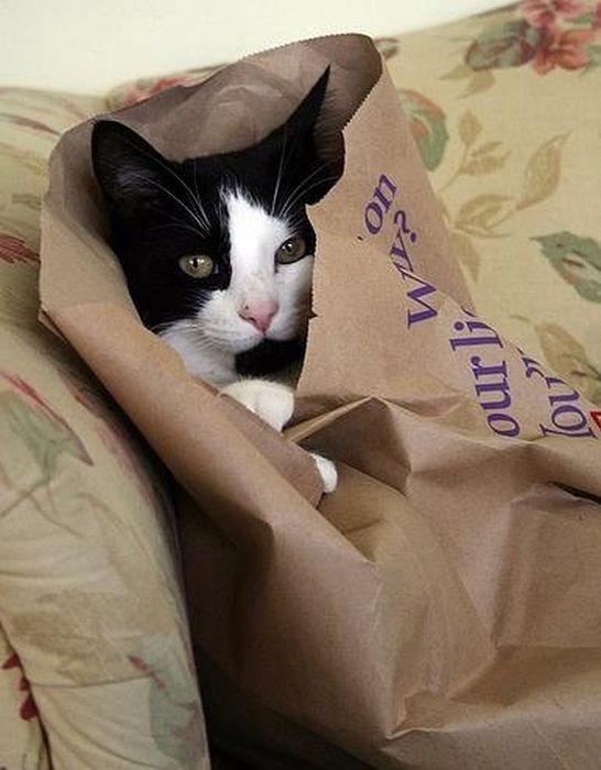 Cats Who Failed At Hide-And-Seek (39 pics)