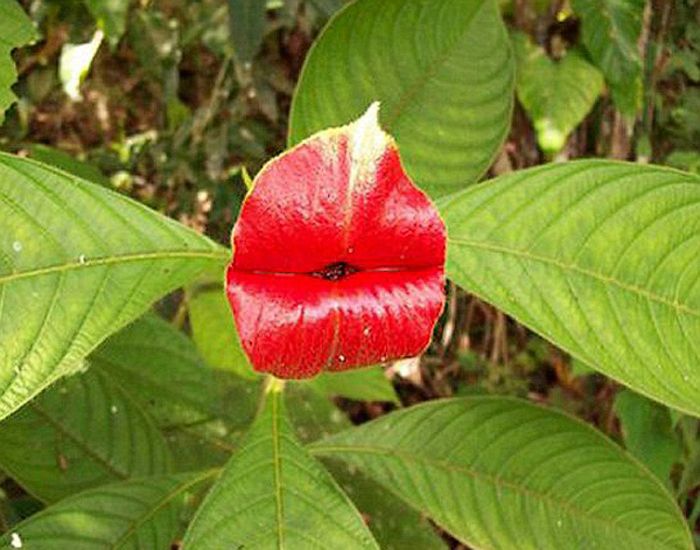 Psychotria Elata (11 pics)