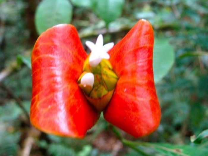 Psychotria Elata (11 pics)