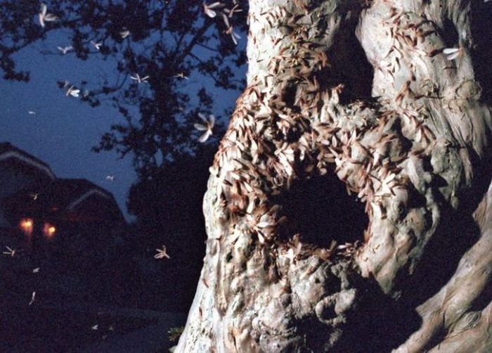 Termite Swarm in New Orleans (29 pics)