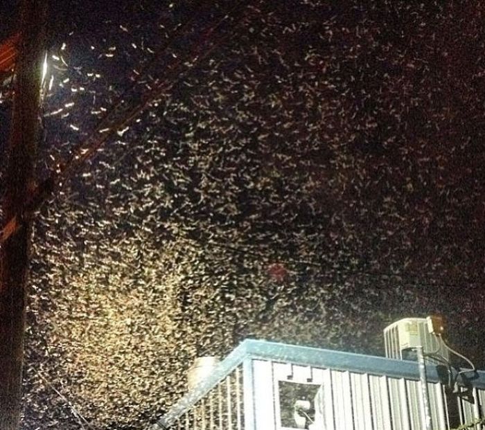 Termite Swarm in New Orleans (29 pics)