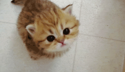 Cute Cat Gifs (32 pics)