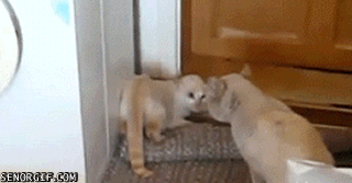 Cute Cat Gifs (32 pics)