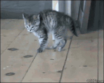 Cute Cat Gifs (32 pics)