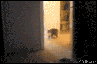 Cute Cat Gifs (32 pics)