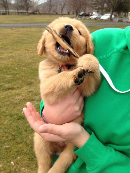 Funny and Cute Dog Photos (47 pics)