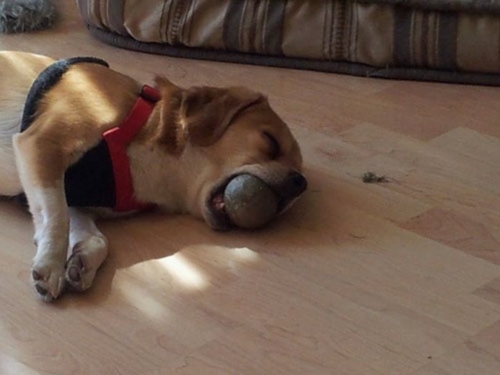 Funny and Cute Dog Photos (47 pics)