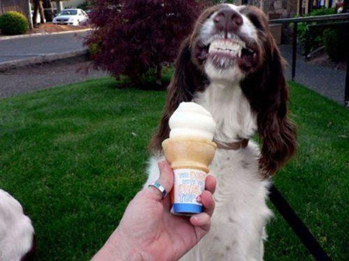 Funny and Cute Dog Photos (47 pics)