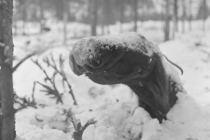 Finland in World War II (49 pics)