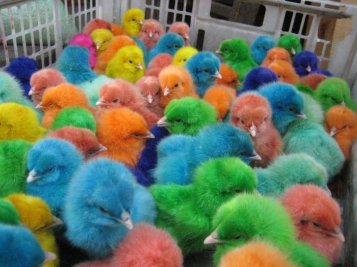 Dyed Chicks (6 pics)