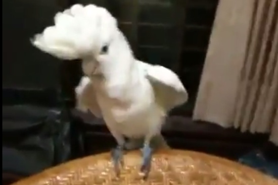 Funny Parrot Dancing Gangnam Style