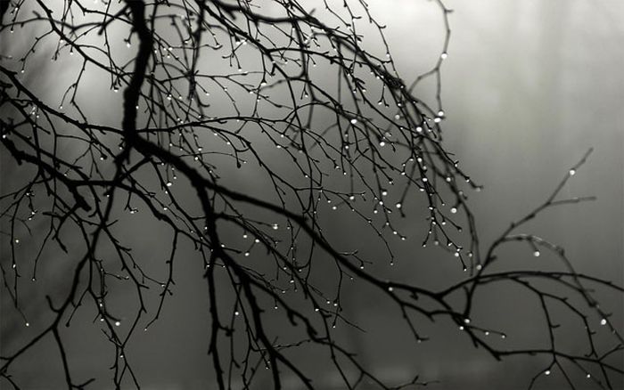 Beautiful Photos of Rain (55 pics)