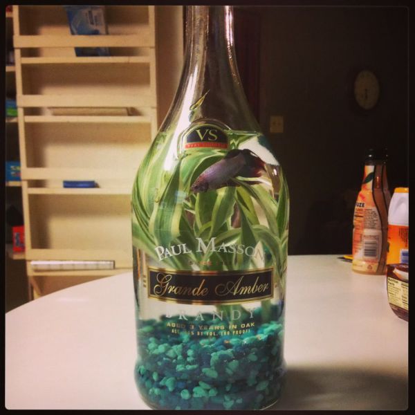 Acid Picdump (163 pics)