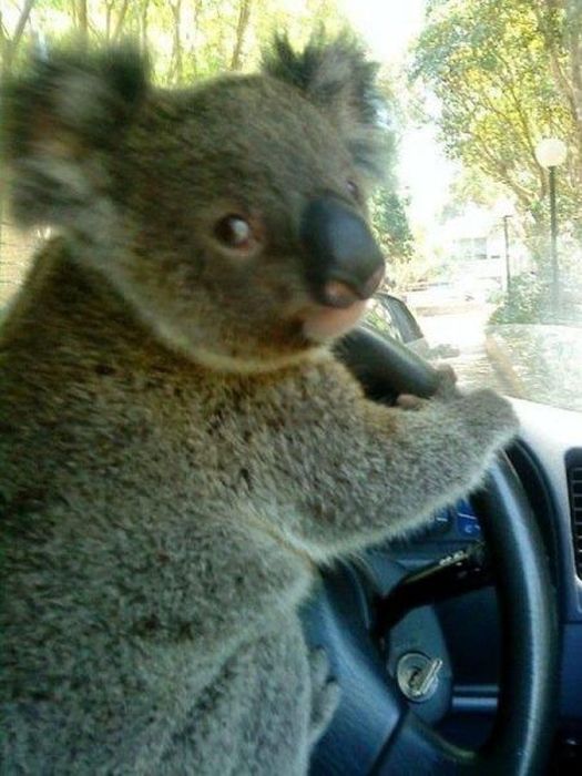 Acid Picdump (163 pics)