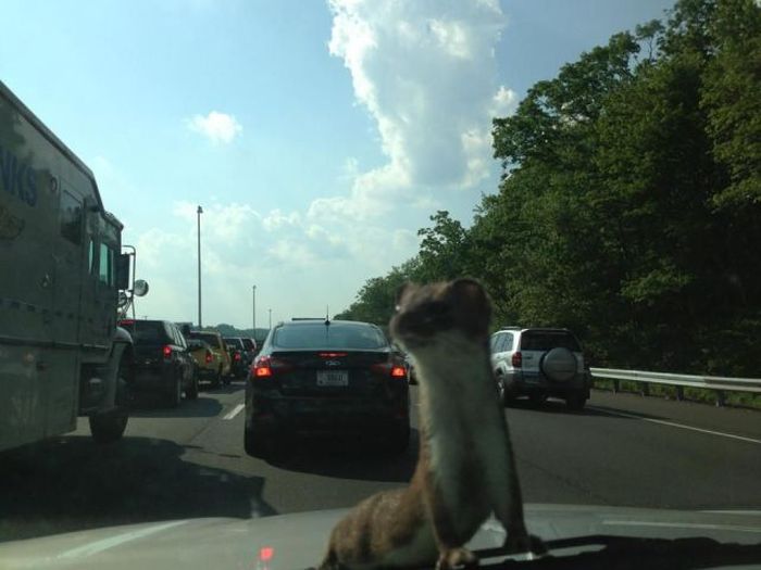 Acid Picdump (163 pics) Acid Picdump (163 pics)
