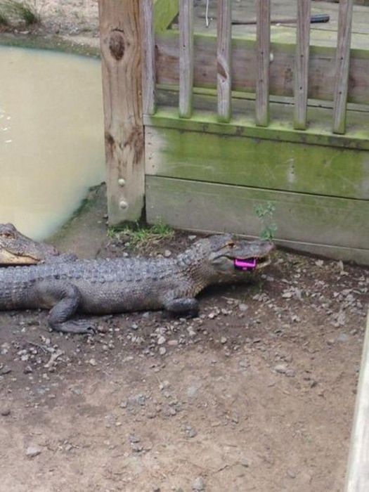 Acid Picdump (163 pics) Acid Picdump (163 pics)