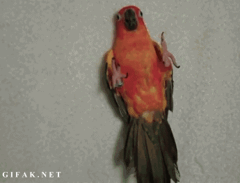 Selection of Cute GIFs (40 gifs)