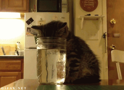 Selection of Cute GIFs (40 gifs)