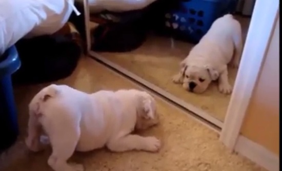 Funny Animals vs Their Mirror Reflections