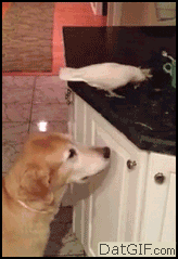 Differences Between Cats And Dogs (28 pics)