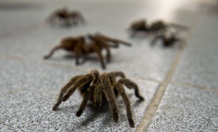 Spider Farm in Chile (19 pics)