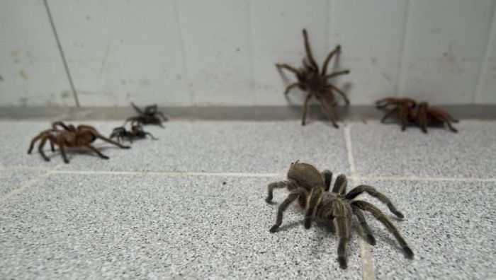 Spider Farm in Chile (19 pics)