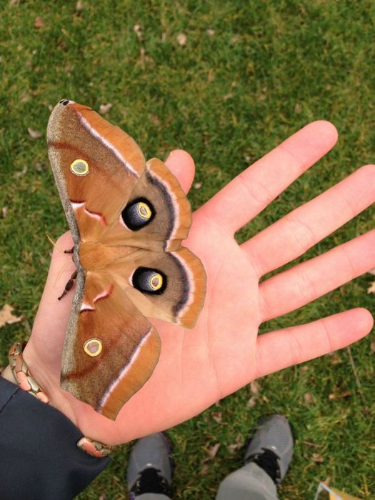 Transformation of Antheraea Polyphemus (21 pics)