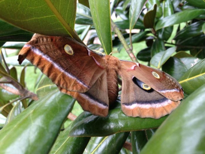 Transformation of Antheraea Polyphemus (21 pics)