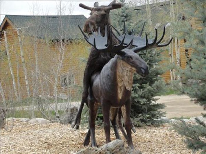 Moose in Love with a Statue (7 pics)