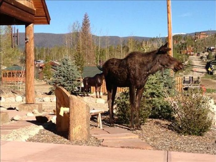 Moose in Love with a Statue (7 pics)