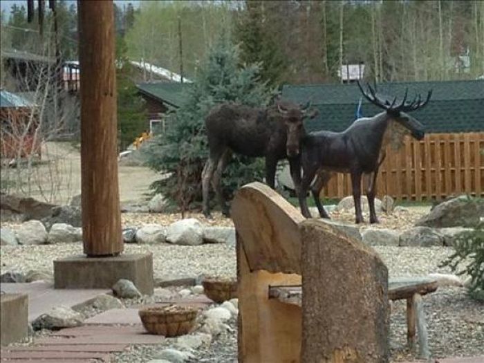 Moose in Love with a Statue (7 pics)