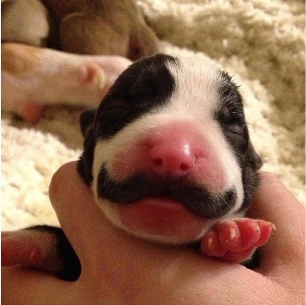 Mustachioed Dog (3 pics)