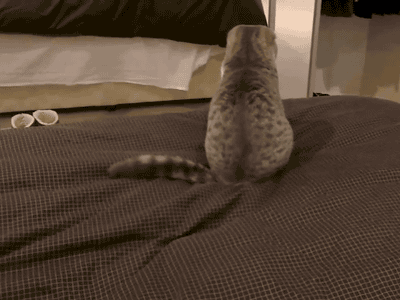 Acid Gifdump, June 09, 2013 (25 gifs)
