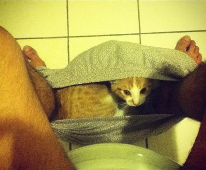 It's All About Cats (20 pics)