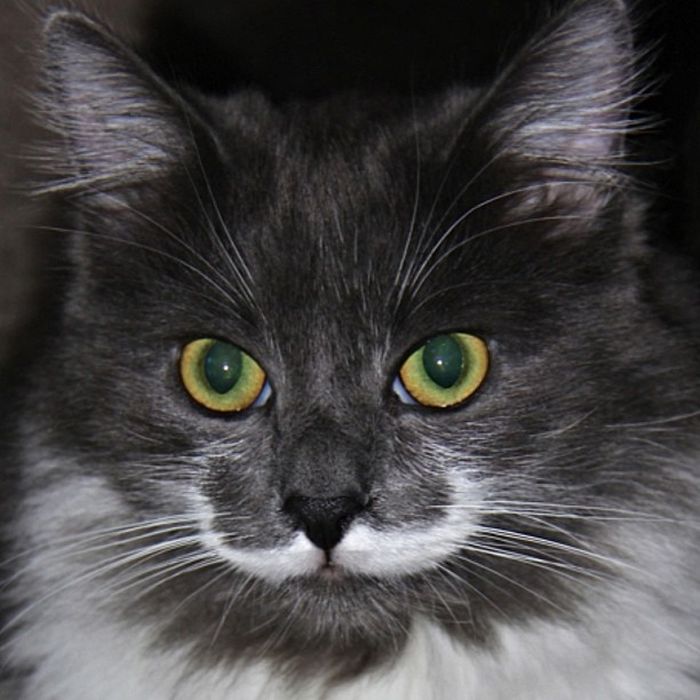 Mustache Kitten (19 pics)