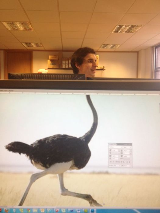 Coworkers with Animal Bodies (33 pics)